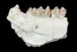 Oligocene Ruminant (Leptomeryx) Jaw Section #70085-1